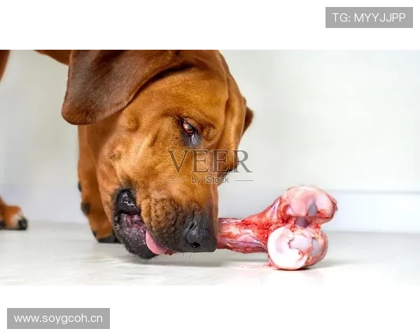 张琳芃家的狗都吃进口牛肉了